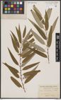 Foto von Salix bonplandiana Kunth